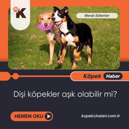 Dişi Köpekler Aşık Olabilir Mi?