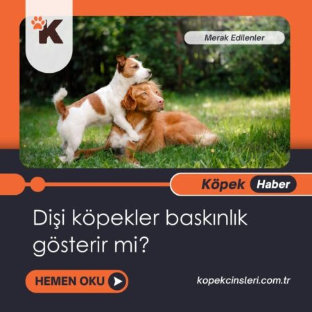 Dişi Köpekler Baskınlık Gösterir Mi?