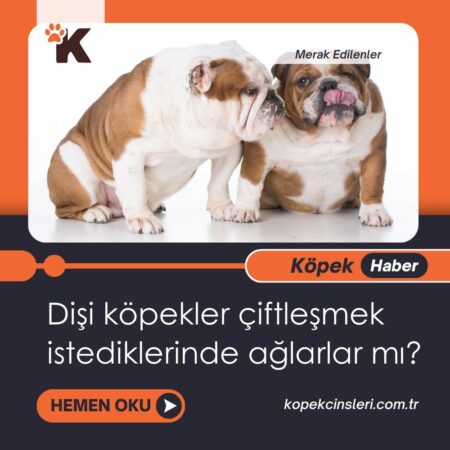 Dişi Köpekler Çiftleşmek İstediklerinde Ağlarlar Mı?