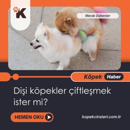 Dişi Köpekler Çiftleşmek İster Mi?