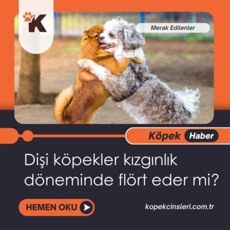 Dişi Köpekler Kızgınlık Döneminde Flört Eder Mi?