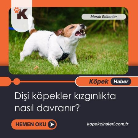 Dişi Köpekler Kızgınlıkta Nasıl Davranır?