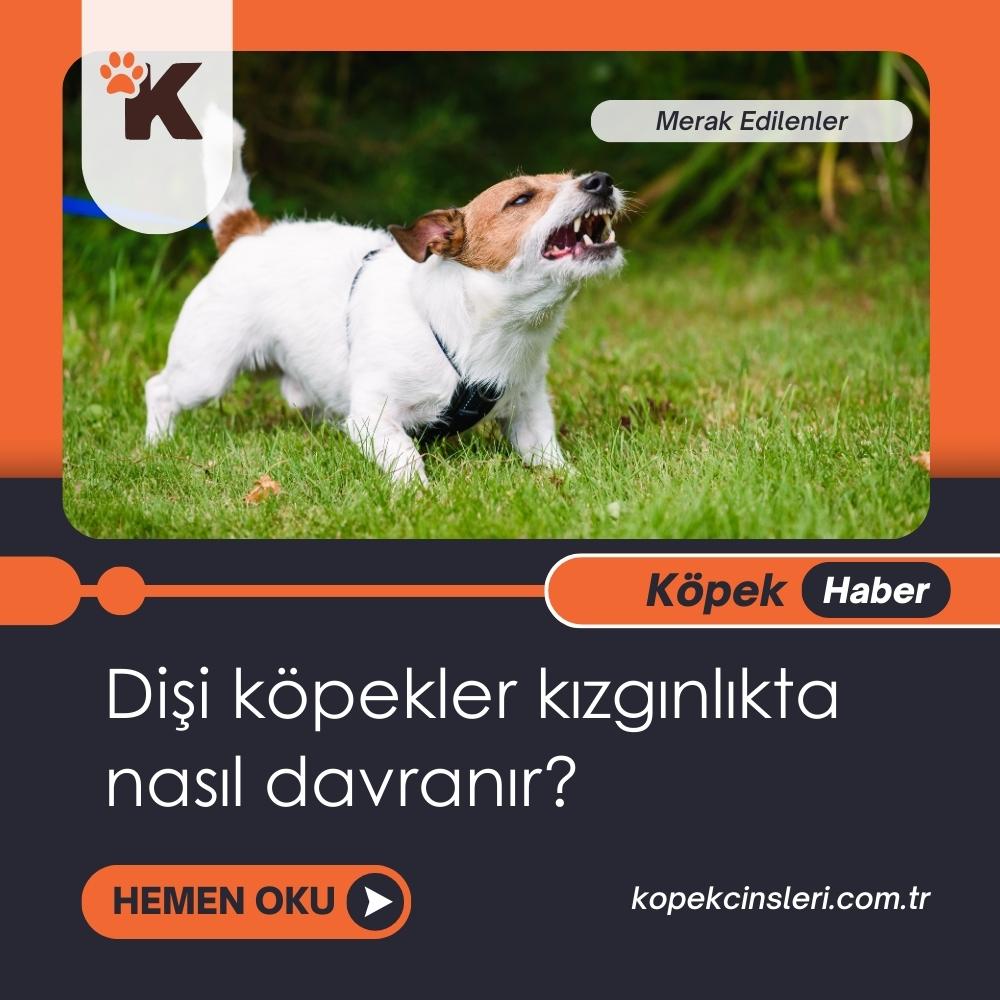 Dişi Köpekler Kızgınlıkta Nasıl Davranır