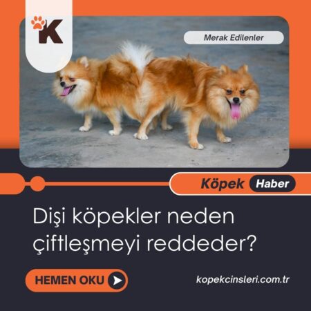 Dişi Köpekler Neden Çiftleşmeyi Reddeder?