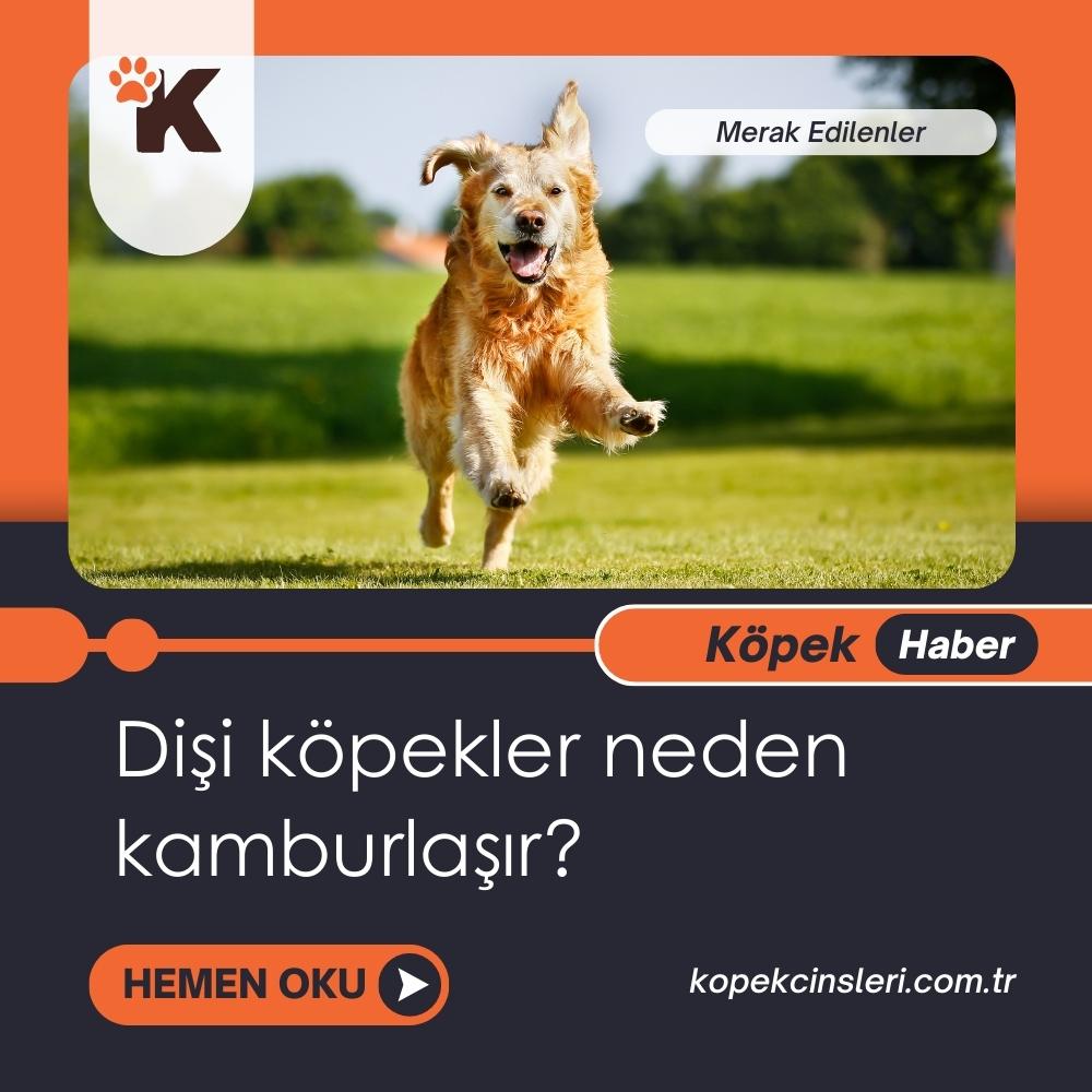 Dişi Köpekler Neden Kamburlaşır?