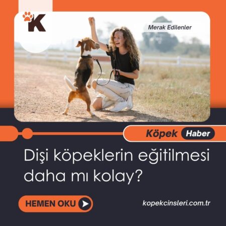 Dişi Köpeklerin Eğitilmesi Daha Mı Kolay?