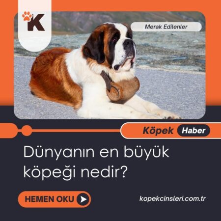 Dünyanın en büyük köpeği nedir?