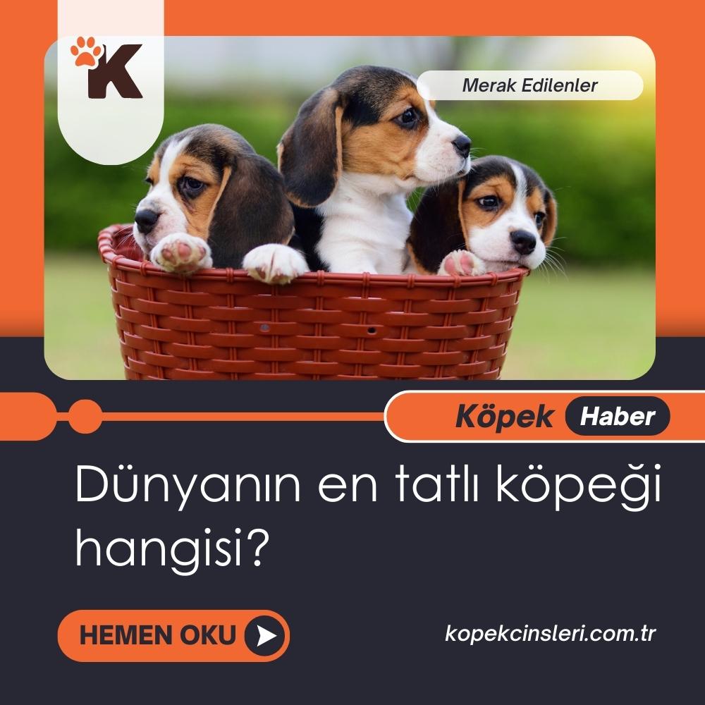 Dünyanın en tatlı köpeği hangisi?