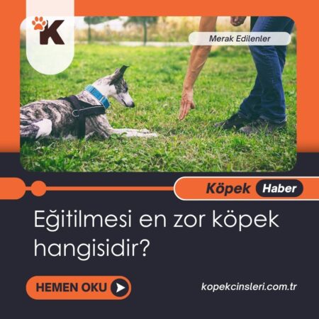 Eğitilmesi En Zor Köpek Hangisidir?