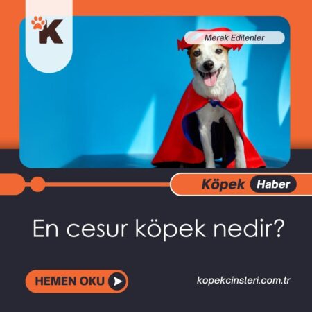 En cesur köpek nedir?