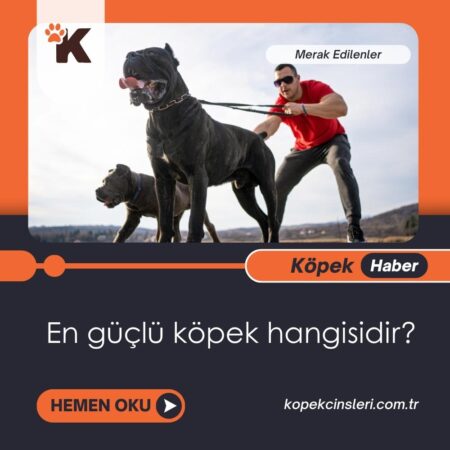 En güçlü köpek hangisidir?