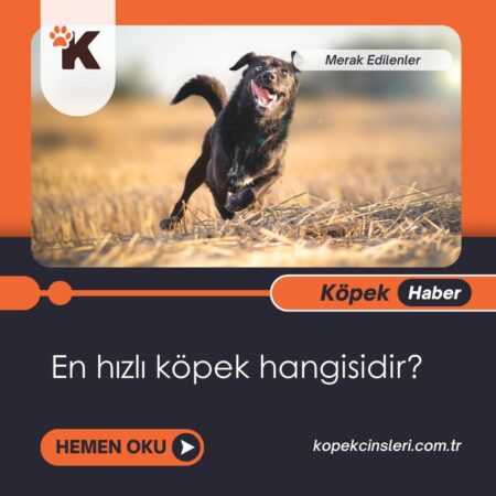 En hızlı köpek hangisidir?