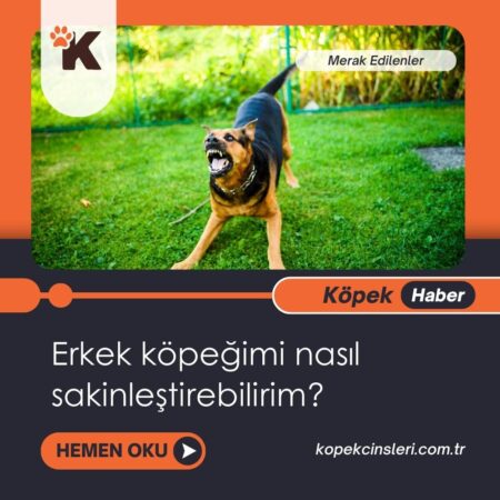 Erkek Köpeğimi Nasıl Sakinleştirebilirim?