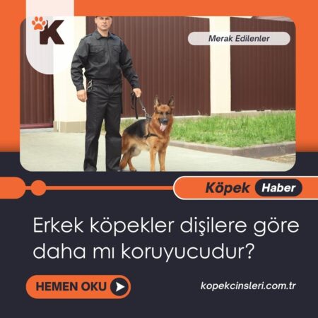 Erkek Köpekler Dişilere Göre Daha Mı Koruyucudur?