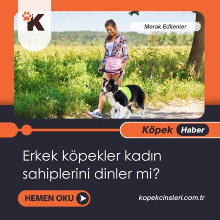 Erkek Köpekler Kadın Sahiplerini Dinler Mi?