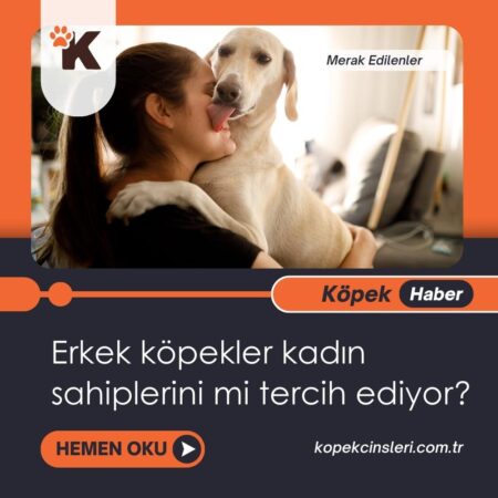 Erkek Köpekler Kadın Sahiplerini Mi Tercih Ediyor?