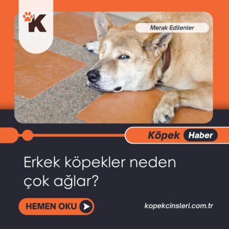 Erkek Köpekler Neden Çok Ağlar?