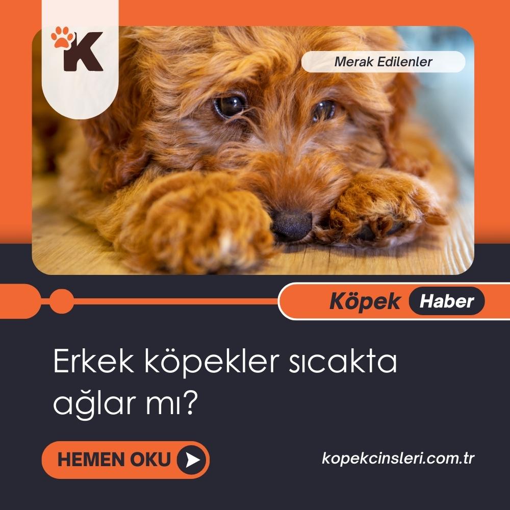 Erkek Köpekler Sıcakta Ağlar Mı