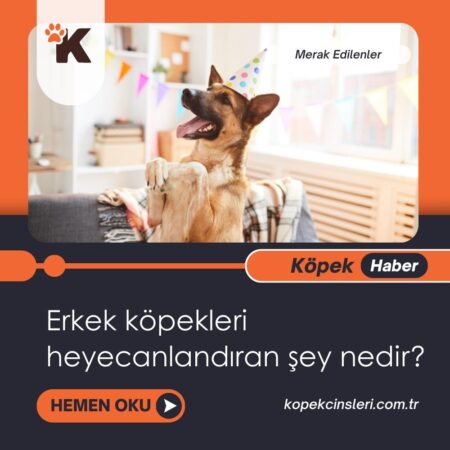 Erkek Köpekleri Heyecanlandıran Şey Nedir?