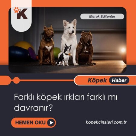 Farklı köpek ırkları farklı mı davranır?