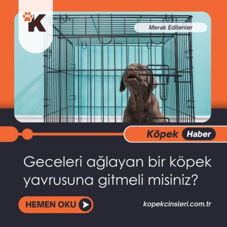 Geceleri Ağlayan Bir Köpek Yavrusuna Gitmeli Misiniz?