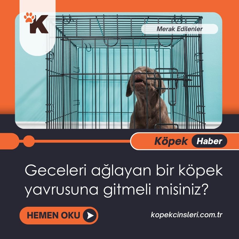 Geceleri Ağlayan Bir Köpek Yavrusuna Gitmeli Misiniz