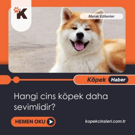 Hangi Cins Köpek Daha Sevimlidir?