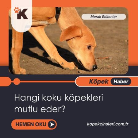 Hangi Koku Köpekleri Mutlu Eder?