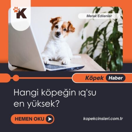 Hangi köpeğin IQ’su en yüksek?