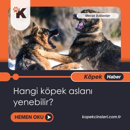 Hangi köpek Aslan’ı yenebilir?