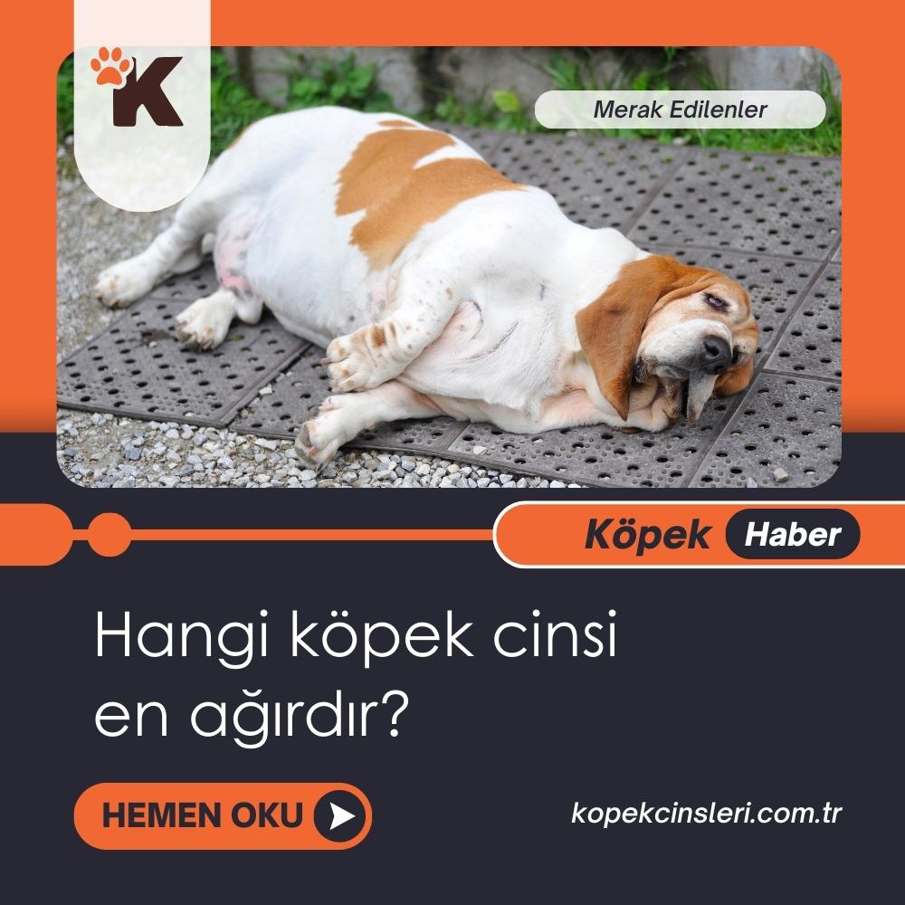 Hangi köpek cinsi en ağırdır?