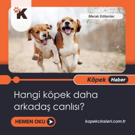 Hangi köpek daha arkadaş canlısı?