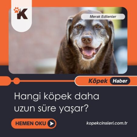 Hangi Köpek Daha Uzun Süre Yaşar?