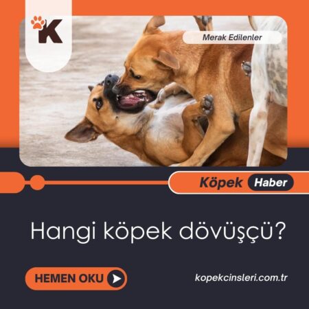 Hangi köpek dövüşçü?