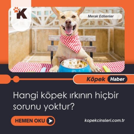 Hangi Köpek Irkının Hiçbir Sorunu Yoktur?