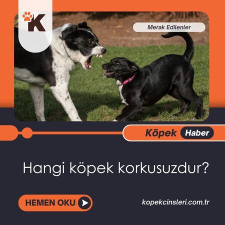 Hangi köpek korkusuzdur?