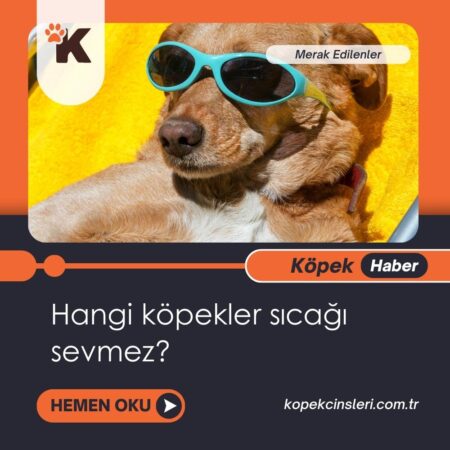 Hangi Köpekler Sıcağı Sevmez?