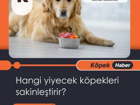 Hangi Yiyecek Köpekleri Sakinleştirir?