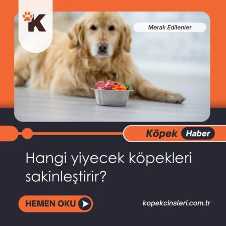 Hangi Yiyecek Köpekleri Sakinleştirir?