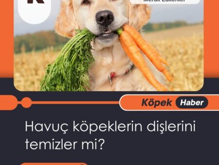 Havuç Köpeklerin Dişlerini Temizler Mi?