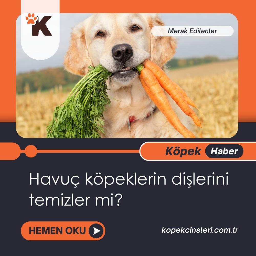 Havuç Köpeklerin Dişlerini Temizler Mi