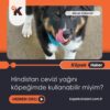 Hindistan Cevizi Yağını Köpeğimde Kullanabilir Miyim?