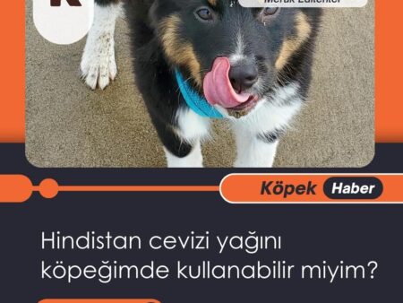 Hindistan Cevizi Yağını Köpeğimde Kullanabilir Miyim?