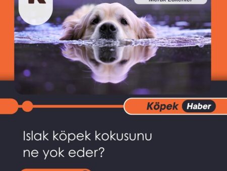 Islak Köpek Kokusunu Ne Yok Eder?