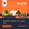 Ispanak Köpekler İçin Uygun Mu?