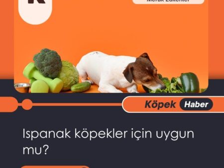 Ispanak Köpekler İçin Uygun Mu?