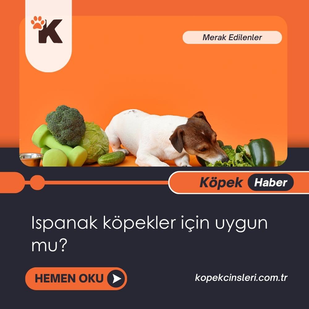 Ispanak Köpekler İçin Uygun Mu