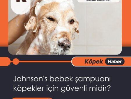 Johnson’s Bebek Şampuanı Köpekler İçin Güvenli Midir?