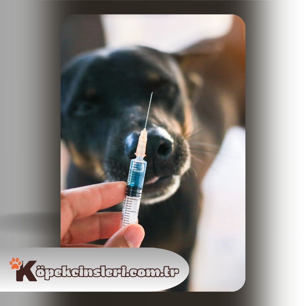 Karma Aşı- Köpek Aşı Fiyatları