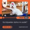 Kız Köpekler Daha Mı Sadık?